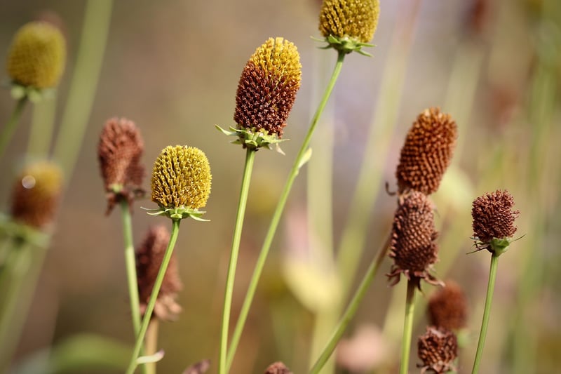 Whimsy Horticulture