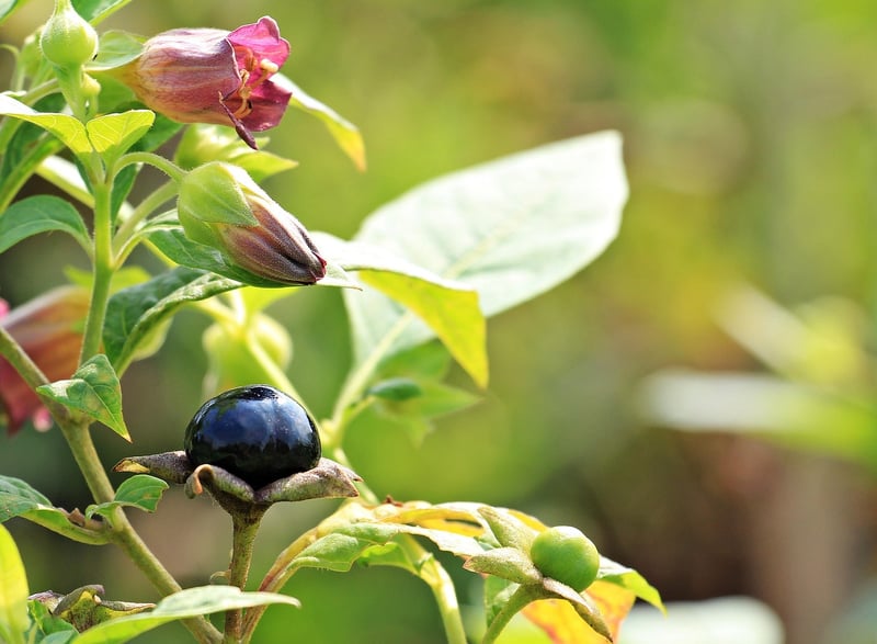 Belladonna plant