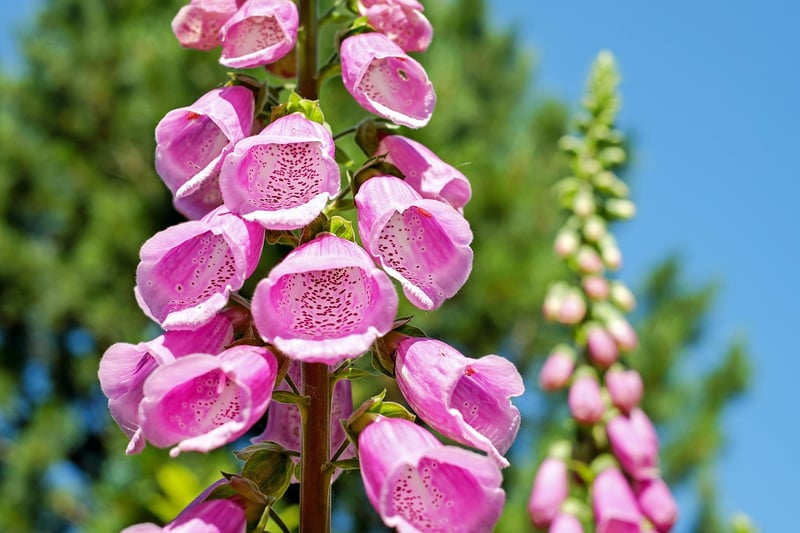 Foxglove flower