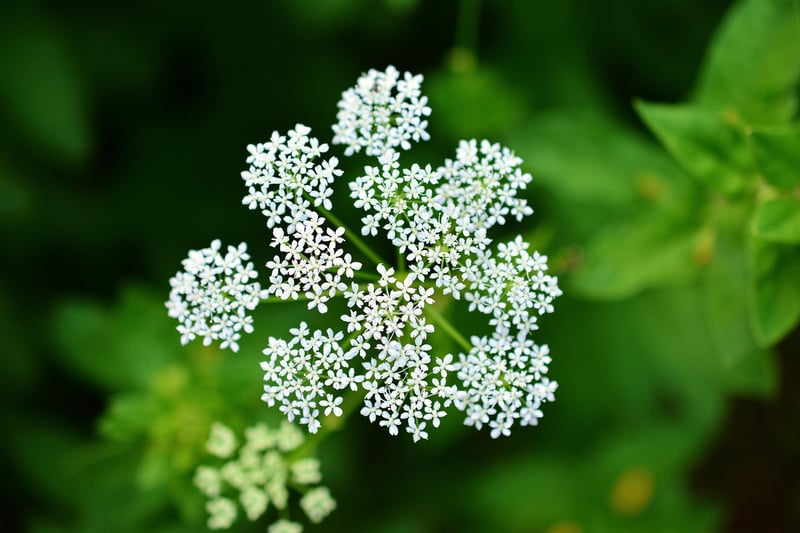 Yarrow plant